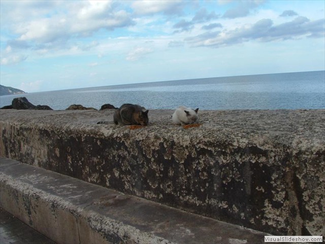 Cats at Valldemossa port